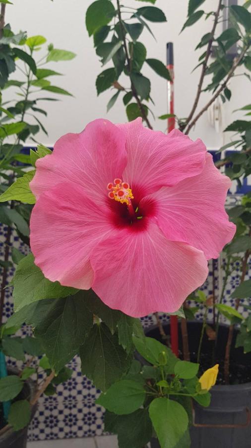 Apartamento Callejuela Las Flores الجودوناليس المظهر الخارجي الصورة