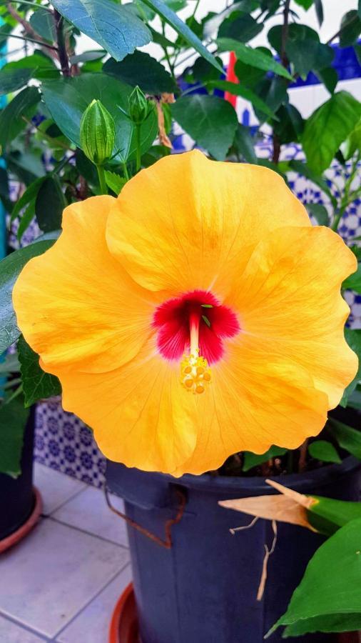 Apartamento Callejuela Las Flores الجودوناليس المظهر الخارجي الصورة